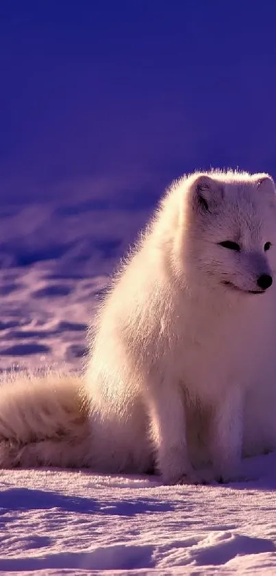 Arctic fox rests on snowy twilight landscape.