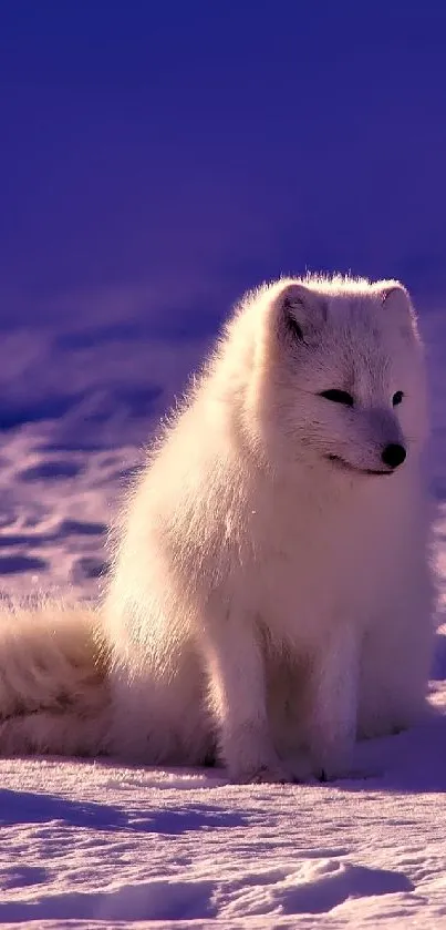 Arctic fox resting on snowy terrain under purple-blue sky