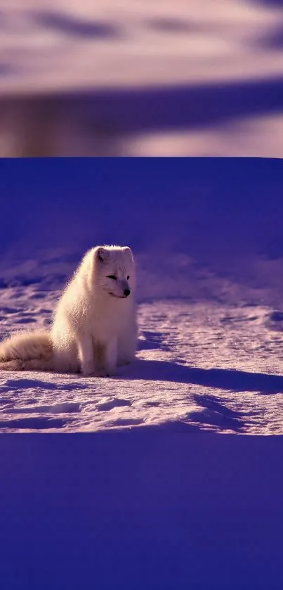 Arctic fox sitting on a snowy violet landscape.