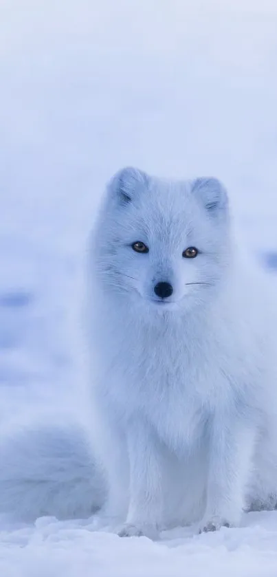 Beautiful Arctic fox in snowy landscape mobile wallpaper.