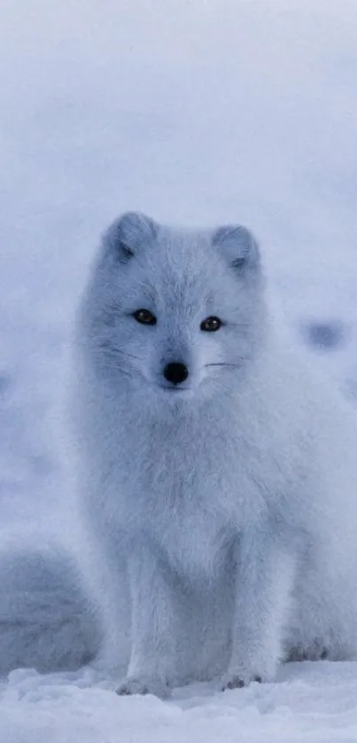 An Arctic fox on snow, blending into the icy background.