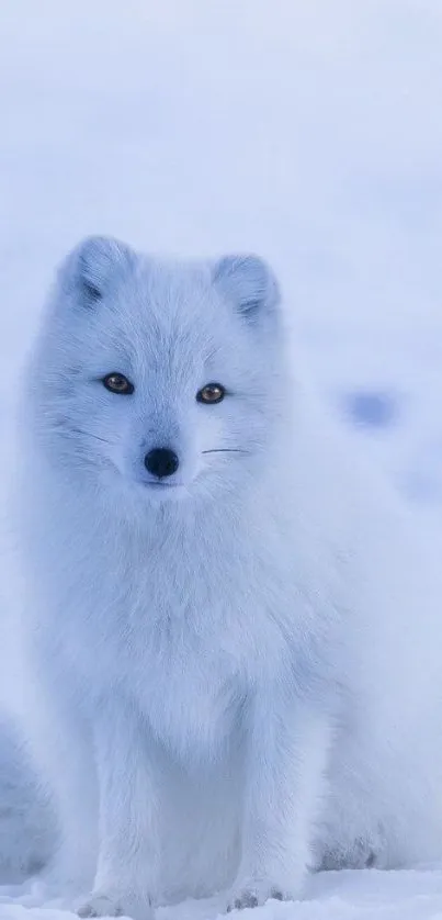 Arctic fox sitting in a snowy landscape, exuding serenity and natural beauty.