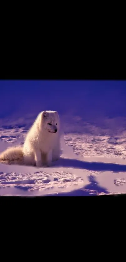 Arctic fox sitting in snowy landscape with a purple sky.