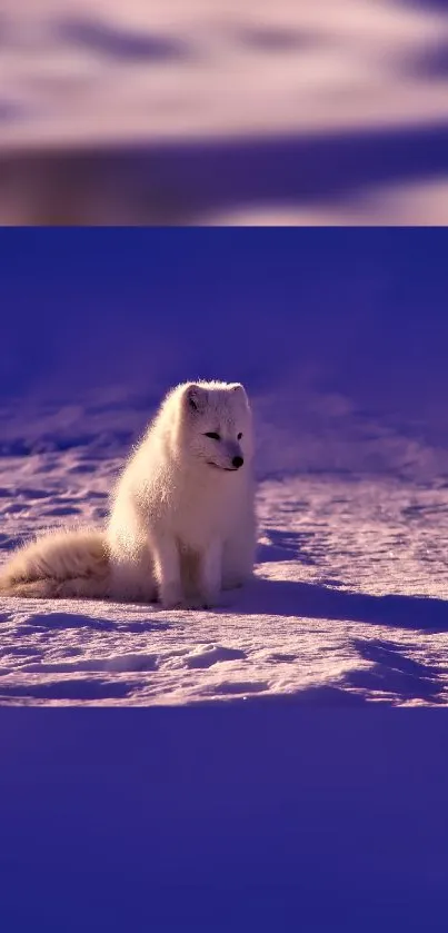 Arctic fox sitting on snow with purple sky.