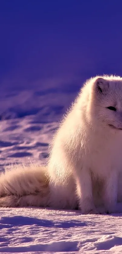 Arctic fox sitting on snow with purple sky.