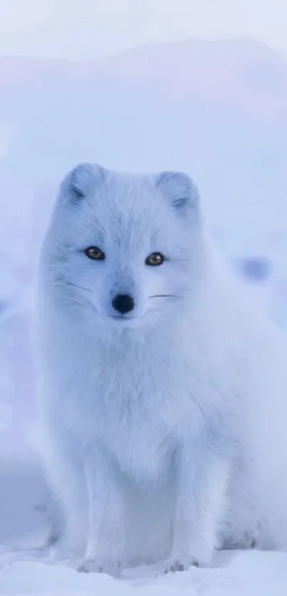 Arctic fox sitting on snow in winter background.