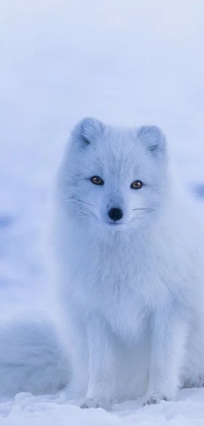 Arctic fox in a snowy landscape, showcasing its natural beauty.