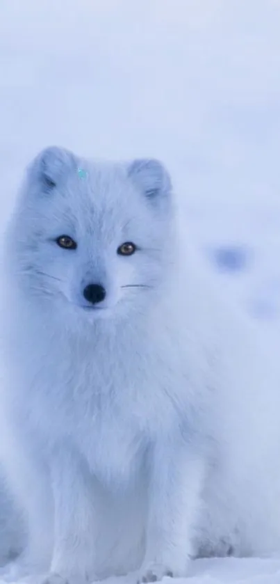 A serene Arctic fox in a snowy landscape, perfect for mobile wallpaper.