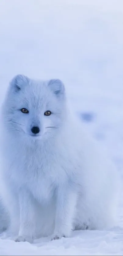 Elegant arctic fox sitting peacefully on a snowy landscape, displaying winter serenity.