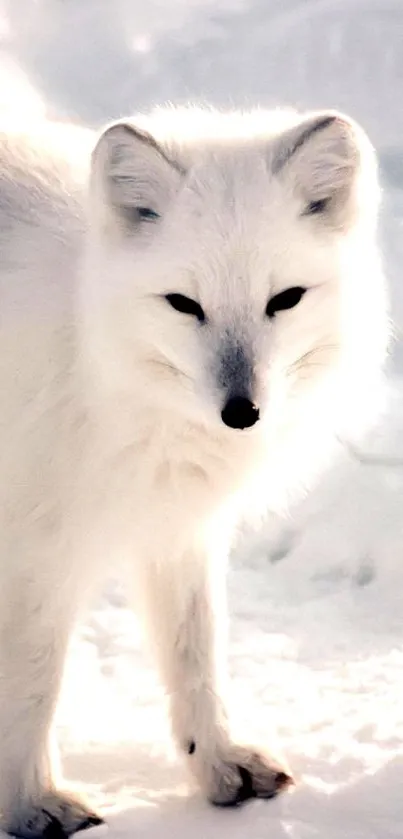 Arctic fox standing in a snowy landscape.