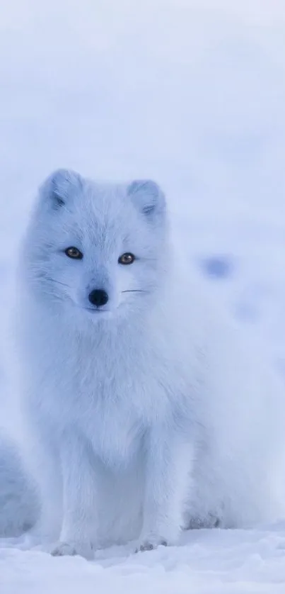 Elegant Arctic fox sitting in snowy landscape wallpaper.