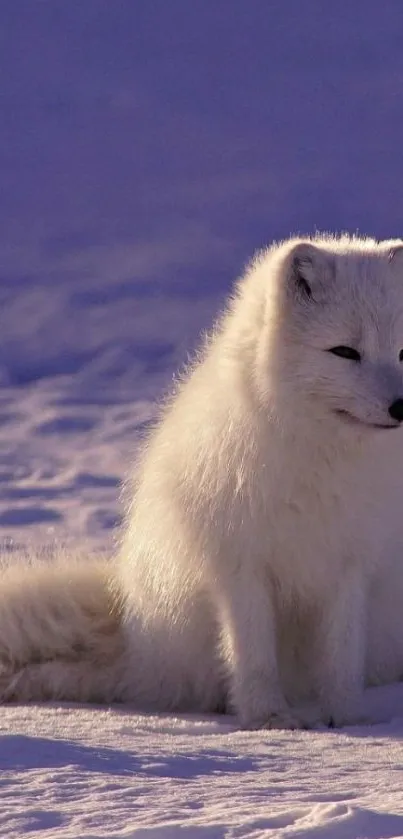 Serene Arctic fox sitting in snowy landscape.