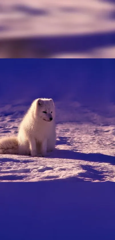 Arctic fox in snowy landscape with a purple hue.