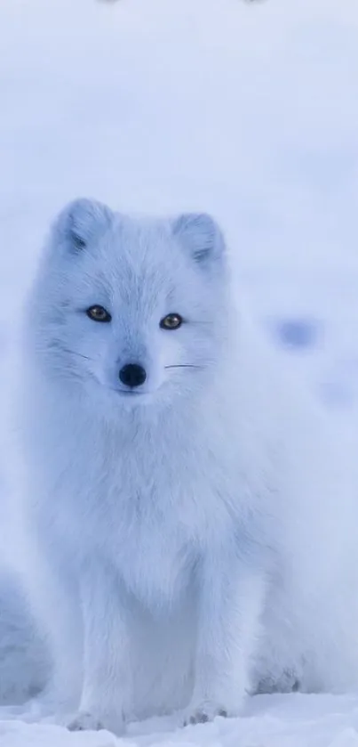 Arctic fox in snow with festive holiday border.