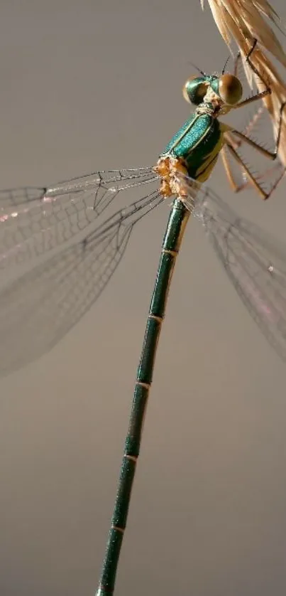 Arthropod Dragonfly Insect Live Wallpaper