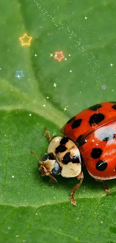 Mariquita 🐞  Live Wallpaper