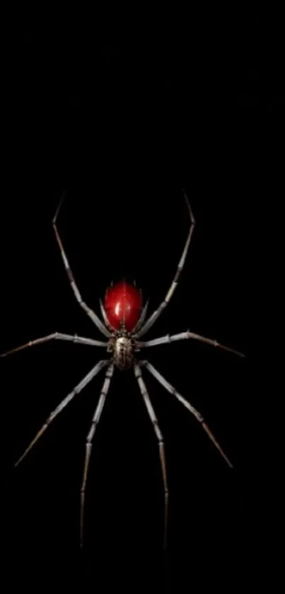 Arthropod Insect Spider Live Wallpaper