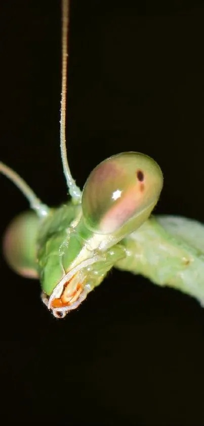  sorry I'm really... Live Wallpaper