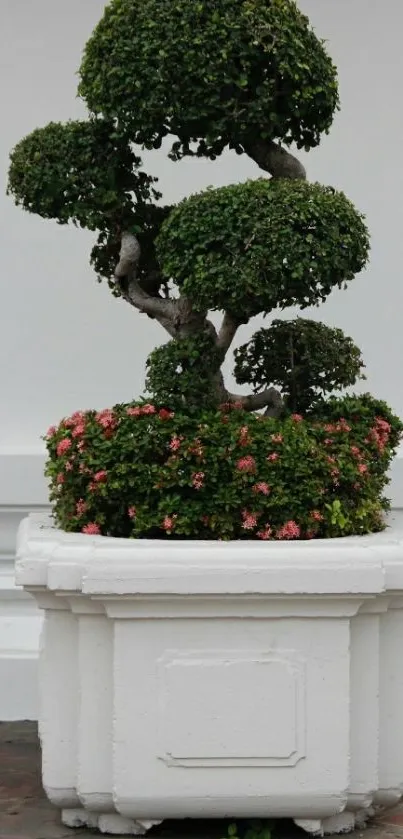 Topiary in a white pot with green leaves and pink flowers.