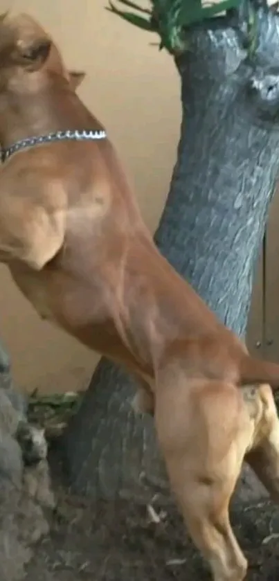 Muscular dog climbing a tree with strength and agility.