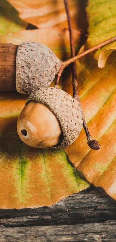 Autumn acorns on vibrant orange leaves.