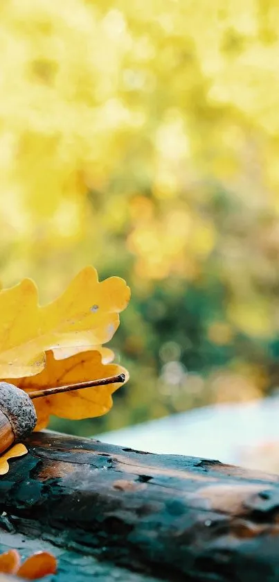 Golden oak leaves and acorn on a woodland path in autumn.