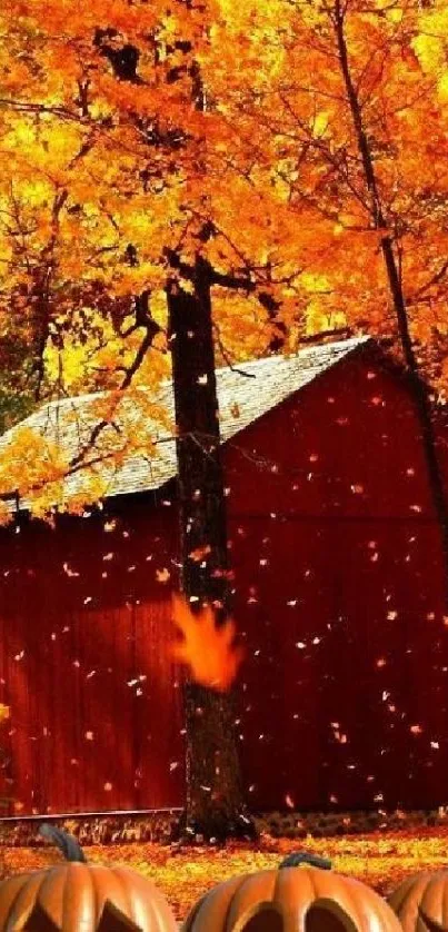 Autumn scene with a red barn and pumpkins