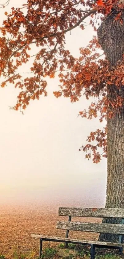 Bench under a tree in autumn with fallen leaves.