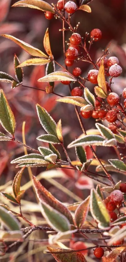 Frosty red berries with green leaves in winter setting.