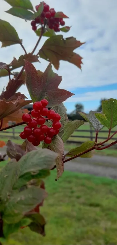 Red berries with autumn leaves on a rural landscape background.