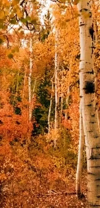 Vibrant autumn birch forest with orange foliage and serene woodland setting.