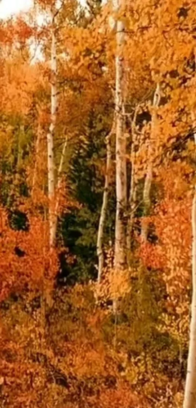 Autumn birch forest with golden leaves and white tree trunks.