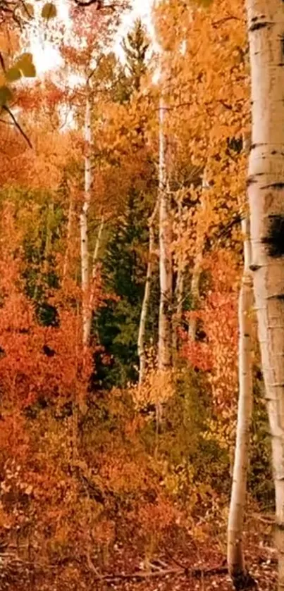 Vibrant autumn birch forest with orange foliage.