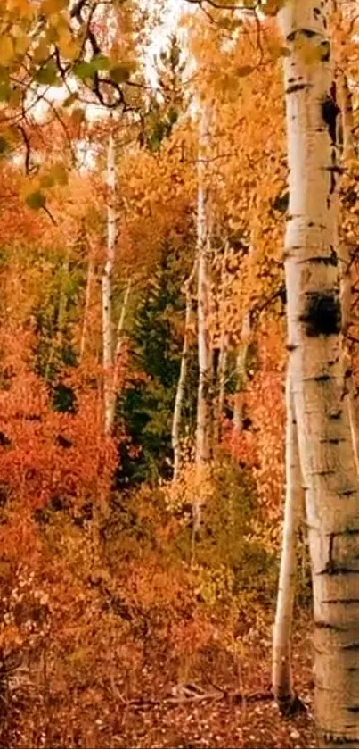 Autumn birch forest with orange leaves.