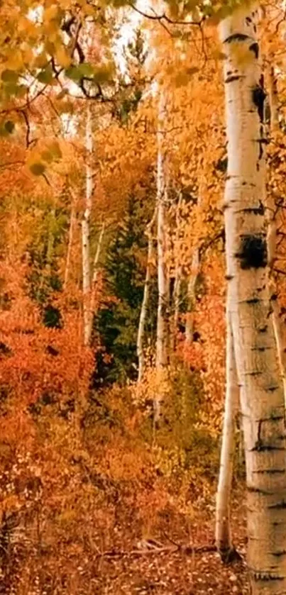 Vibrant autumn birch forest with orange leaves.