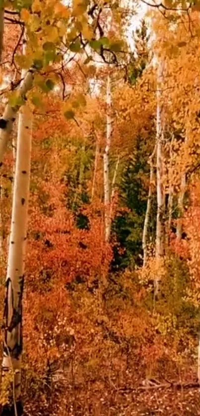 Vibrant autumn birch forest with orange hues