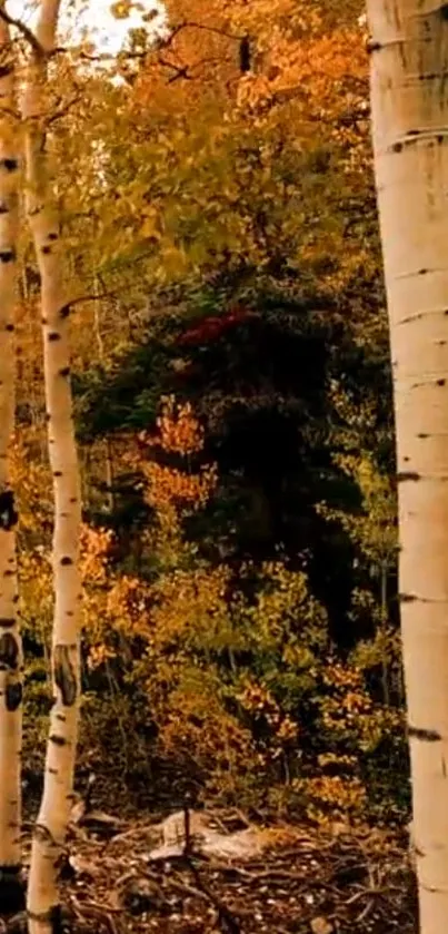 Serene birch forest in autumn with golden leaves and trunks.