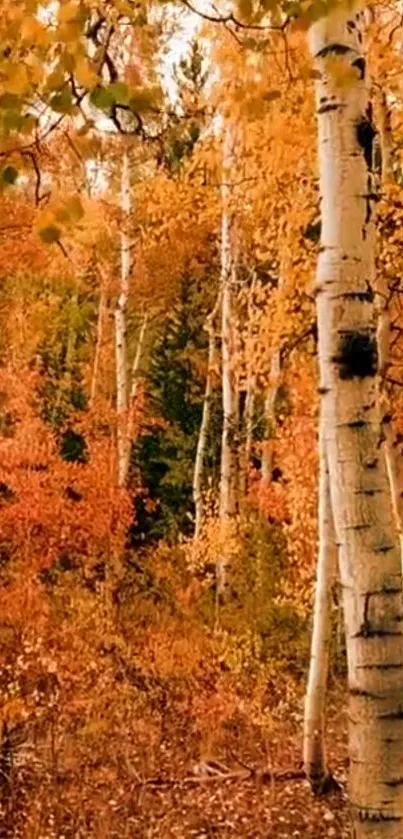 Serene autumn birch forest with vibrant orange hues.