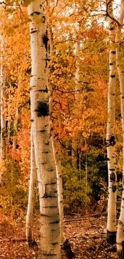 Autumn birch forest with vibrant orange foliage as mobile wallpaper.