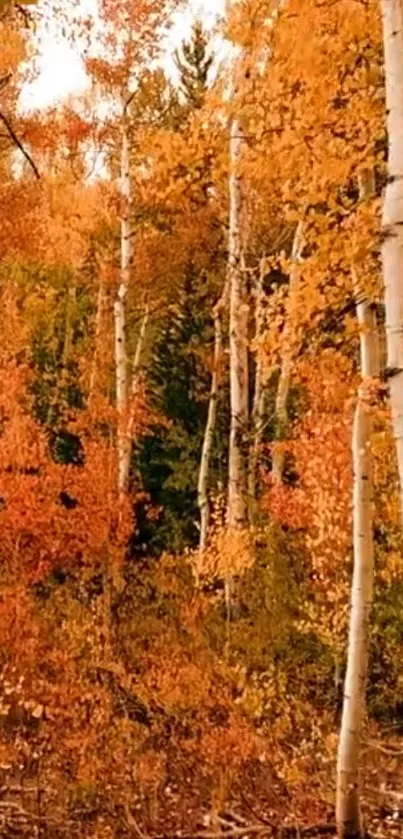 Serene autumn birch forest with orange foliage.