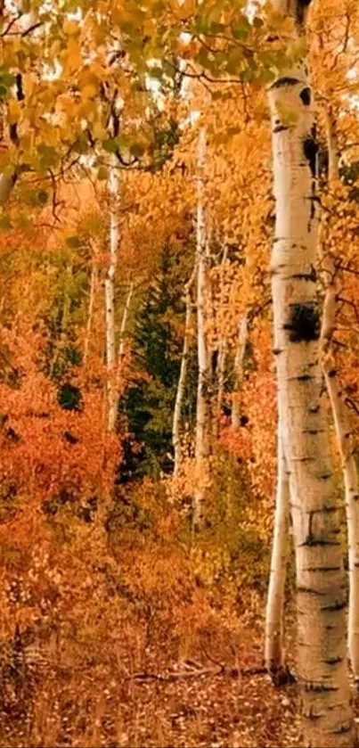 Autumn forest with birch trees and vibrant orange foliage.