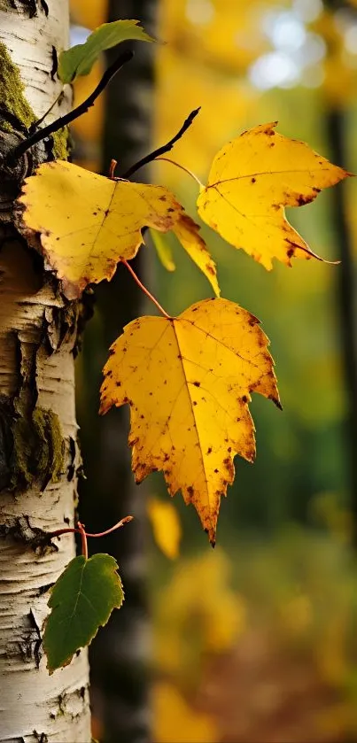 Yellow autumn leaves on a birch tree in the forest.