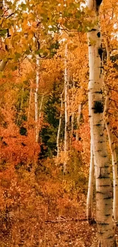 Autumn birch trees with orange leaves in a serene forest setting.