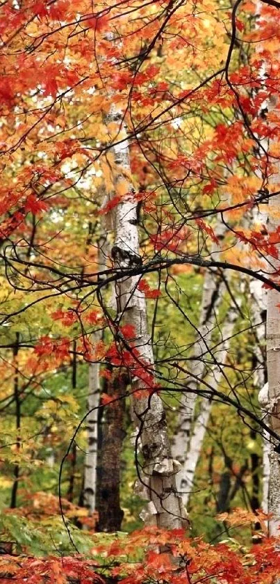 Autumn birch trees with vibrant red leaves.