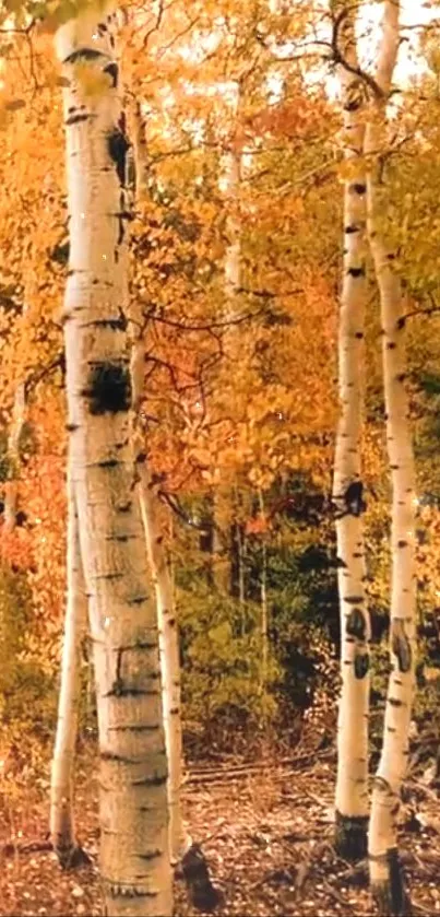 Mobile wallpaper featuring birch trees amidst golden autumn foliage.