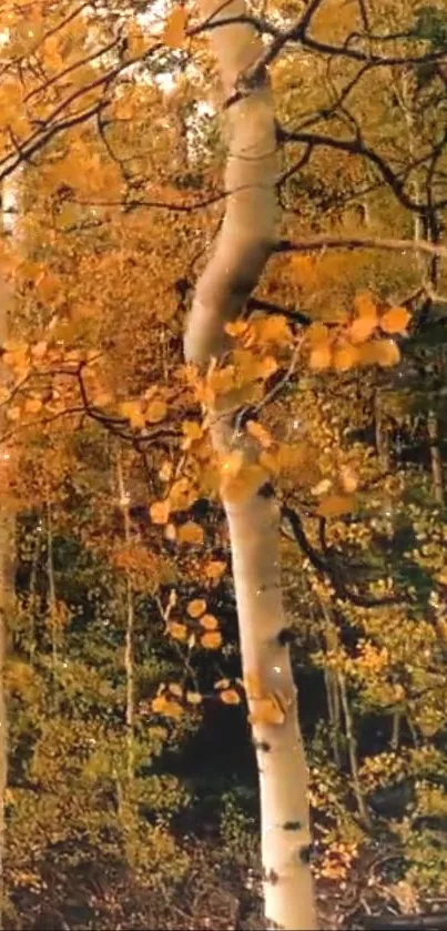 Autumn birch tree wallpaper with vibrant orange leaves.