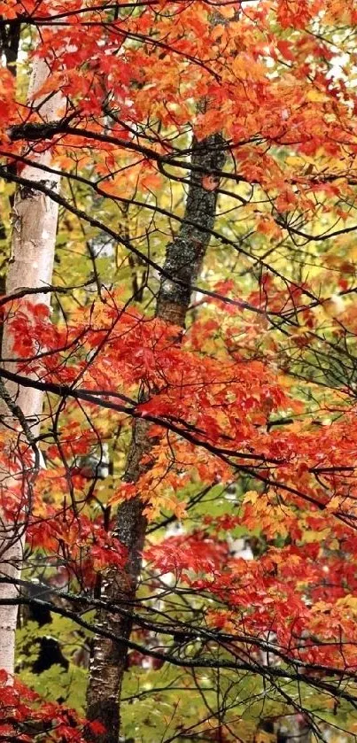 Orange autumn leaves on birch trees in a tranquil forest setting.