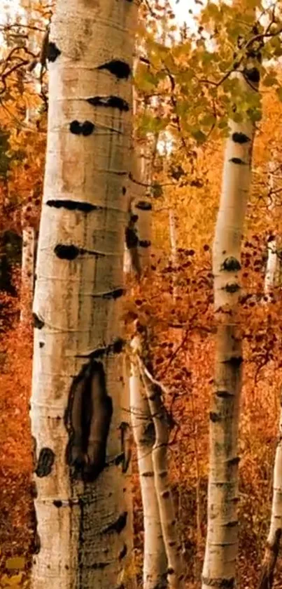 Autumn birch trees with vibrant orange foliage.