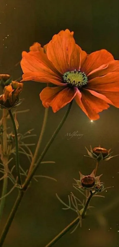 Orange blossom wallpaper on dark background.