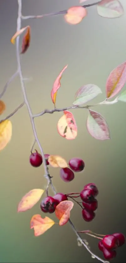 Autumn branch with vibrant leaves and berries in serene mobile wallpaper.